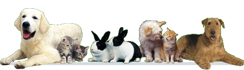 Cahuenga Pet Hospital